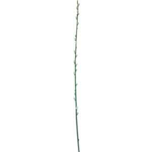 Deko Weidenkätzchen Zweig 100 cm