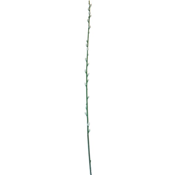 Deko Weidenkätzchen Zweig 100 cm