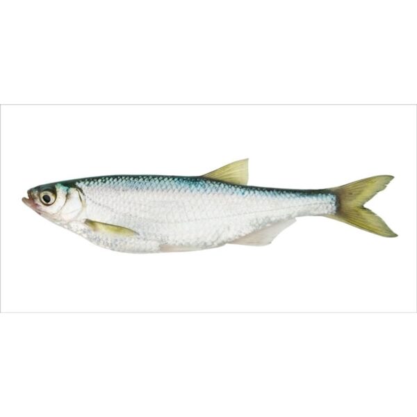 ESTAhome Wandtattoo Fisch Gelb und Blau 97 x 48