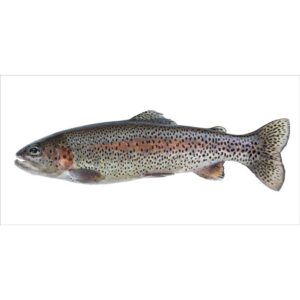 ESTAhome Wandtattoo Fisch Grau und Lachsrosa 97 x 48