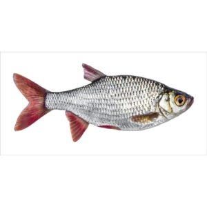 ESTAhome Wandtattoo Fisch Grau und Rot 97 x 48