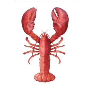 ESTAhome Wandtattoo Hummer Rot 70 x 46