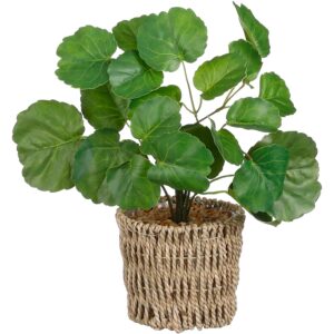 Ficus im Korb Grün