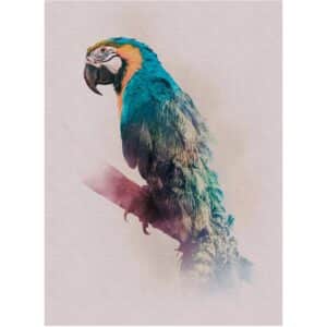 Komar Wandbild Animals Parrot 30 x 40 cm