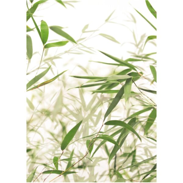 Komar Wandbild Bamboo Leaves 30 x 40 cm
