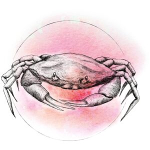 Komar Wandbild Crab Watercolor 30 x 40 cm