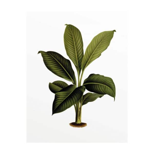 Komar Wandbild Elastica Leaf 40 cm x 50 cm