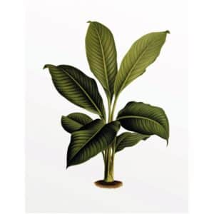 Komar Wandbild Elastica Leaf 40 x 50 cm