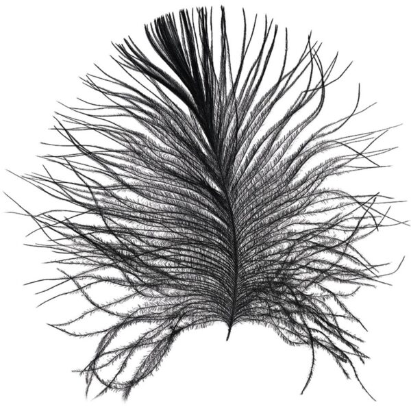 Komar Wandbild Feather White 50 x 70 cm