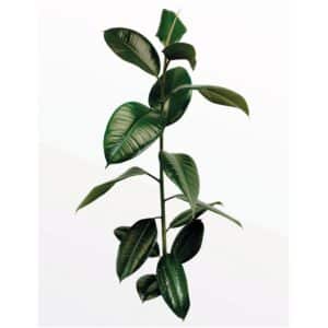 Komar Wandbild Ficus Branch 40 x 50 cm