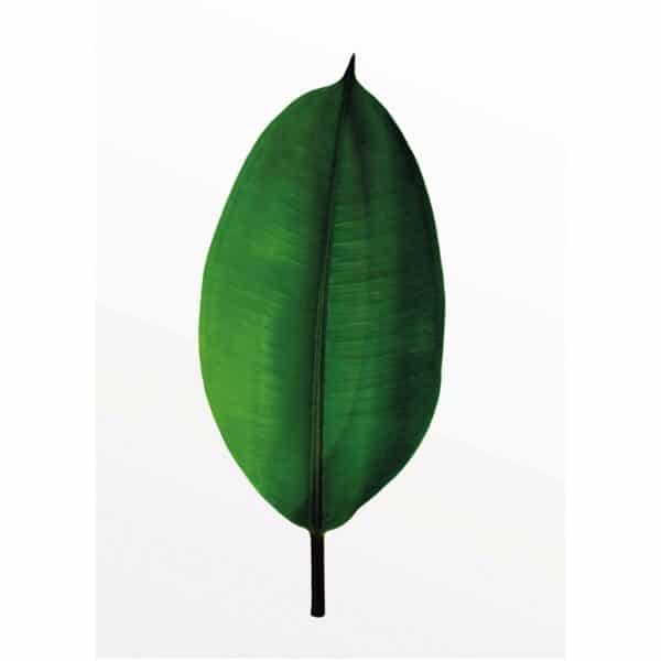 Komar Wandbild Ficus Leaf 30 x 40 cm