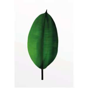 Komar Wandbild Ficus Leaf 50 x 70 cm