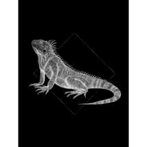 Komar Wandbild Iguana Black 30 x 40 cm