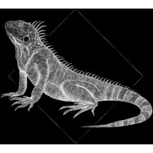 Komar Wandbild Iguana Black 50 x 70 cm