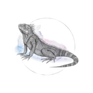 Komar Wandbild Iguana Watercolor 40 x 50 cm