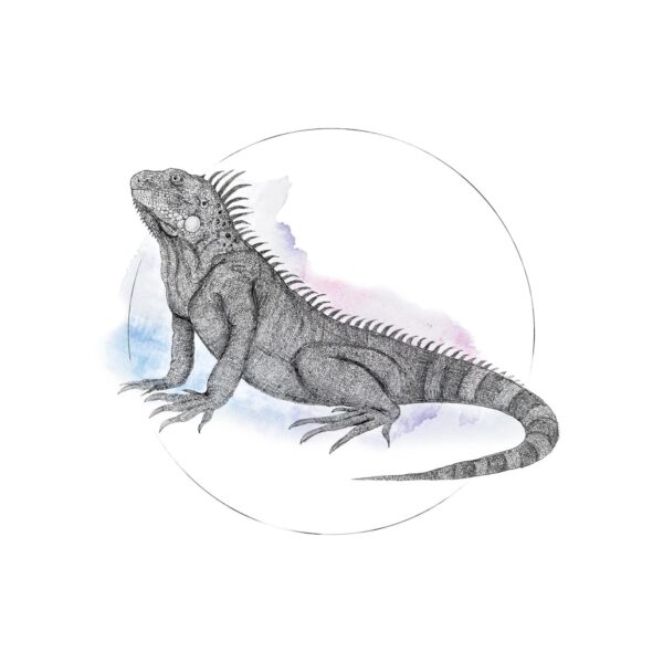 Komar Wandbild Iguana Watercolor 40 x 50 cm