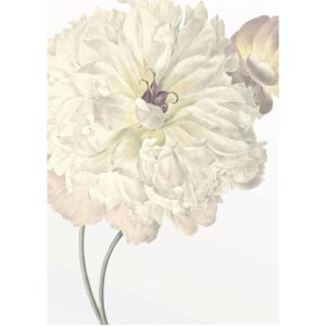 Komar Wandbild Illustration Dahlia 30 x 40 cm