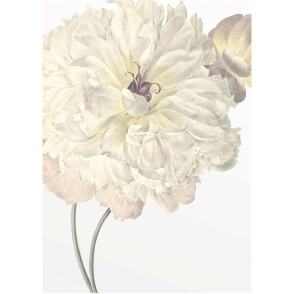 Komar Wandbild Illustration Dahlia 30 x 40 cm