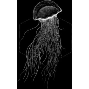 Komar Wandbild Jellyfish Black 50 x 70 cm