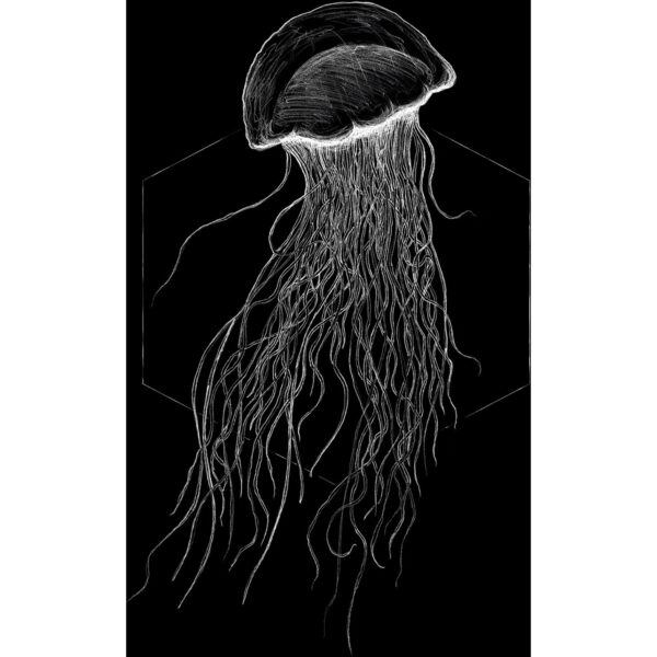 Komar Wandbild Jellyfish Black 50 x 70 cm