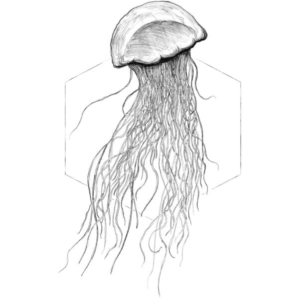Komar Wandbild Jellyfish White 30 x 40 cm