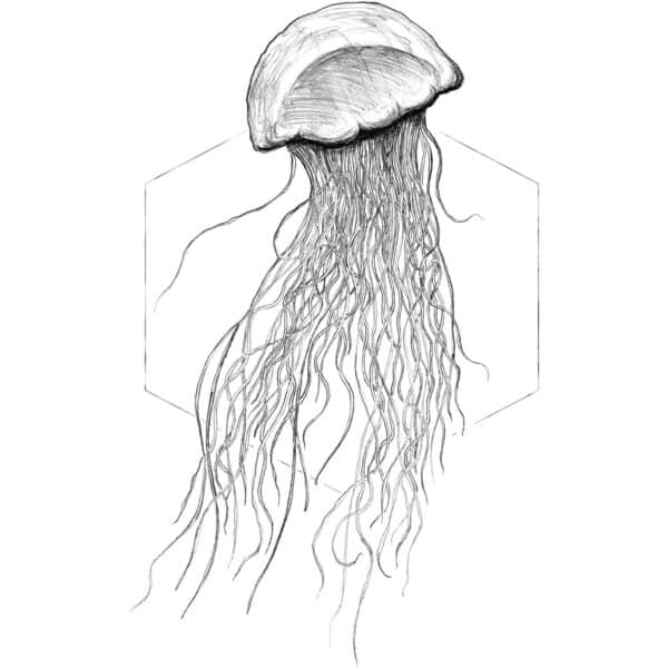 Komar Wandbild Jellyfish White 50 x 70 cm