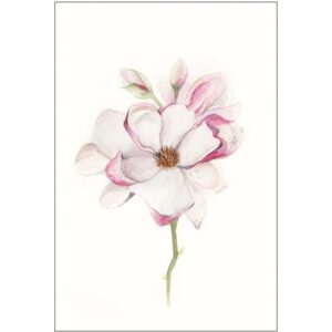 Komar Wandbild Magnolia Blossom 30 x 40 cm