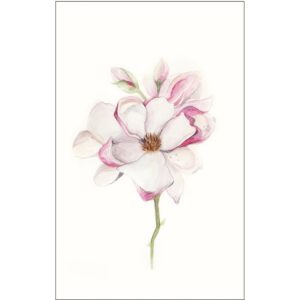 Komar Wandbild Magnolia Blossom 50 x 70 cm