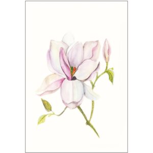 Komar Wandbild Magnolia Shine 30 x 40 cm