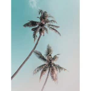 Komar Wandbild Miami Palms 30 x 40 cm