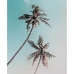 Komar Wandbild Miami Palms 40 x 50 cm