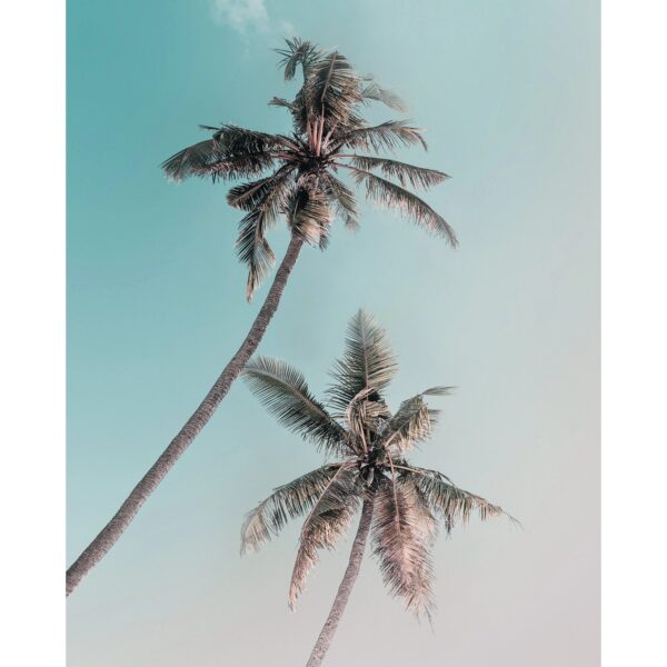 Komar Wandbild Miami Palms 40 x 50 cm