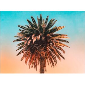 Komar Wandbild Palm Tree 40 x 30 cm