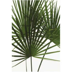 Komar Wandbild Palmtree Leaves 50 x 70 cm