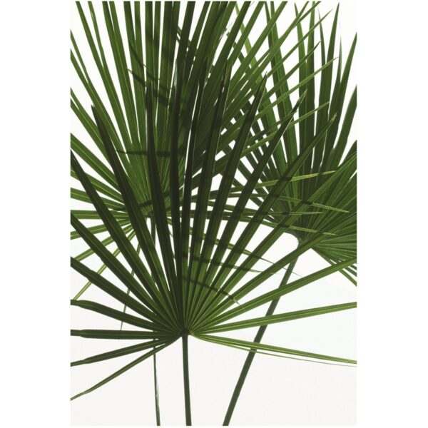 Komar Wandbild Palmtree Leaves 50 x 70 cm