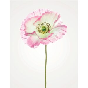 Komar Wandbild Poppy 40 x 50 cm