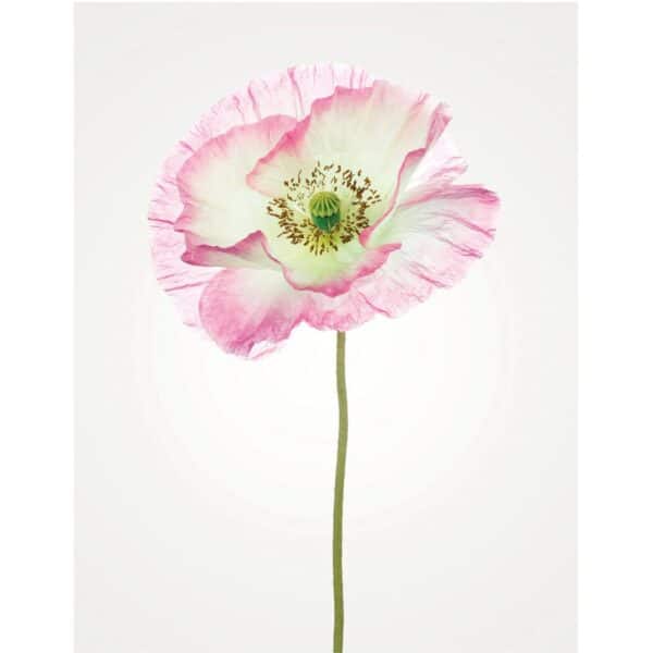 Komar Wandbild Poppy 40 x 50 cm