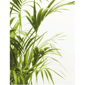 Komar Wandbild Reed Leaves 40 x 50 cm