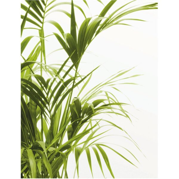 Komar Wandbild Reed Leaves 40 x 50 cm