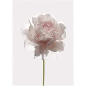 Komar Wandbild Rose 30 x 40 cm