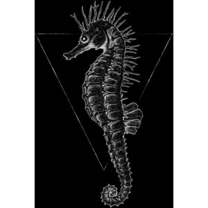 Komar Wandbild Sea Horse Black 30 x 40 cm