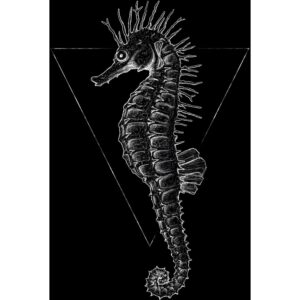 Komar Wandbild Sea Horse Black 50 x 70 cm