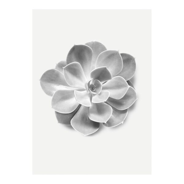 Komar Wandbild Succulent Aeonium 30 cm x 40 cm