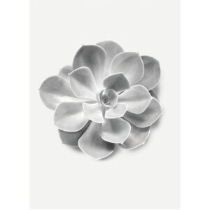 Komar Wandbild Succulent Aeonium 30 x 40 cm