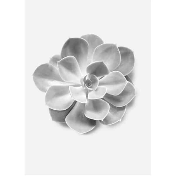 Komar Wandbild Succulent Aeonium 30 x 40 cm
