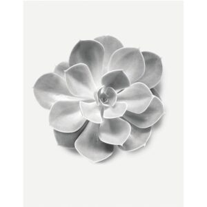 Komar Wandbild Succulent Aeonium 40 x 50 cm