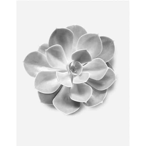 Komar Wandbild Succulent Aeonium 40 x 50 cm