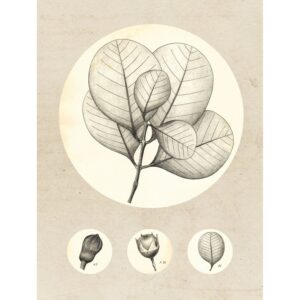 Komar Wandbild Transparent Leaf 30 x 40 cm