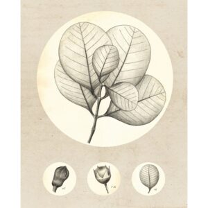 Komar Wandbild Transparent Leaf 40 x 50 cm