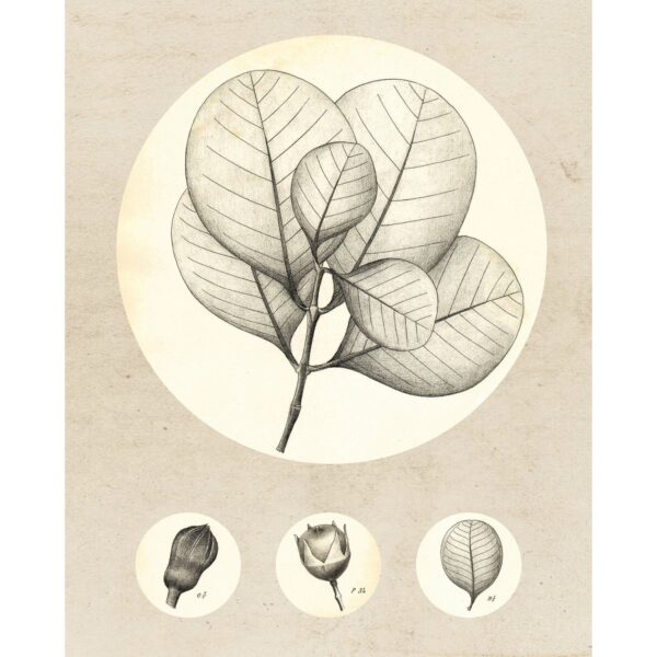 Komar Wandbild Transparent Leaf 40 x 50 cm